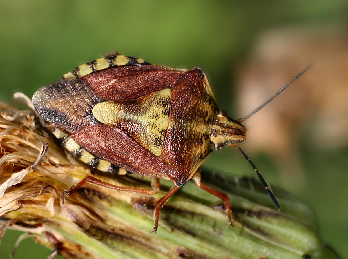Pentatomidae: Carpocoris purpureipennis della Lombardia